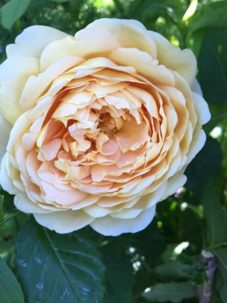 Urcator - Trandafiri 2017