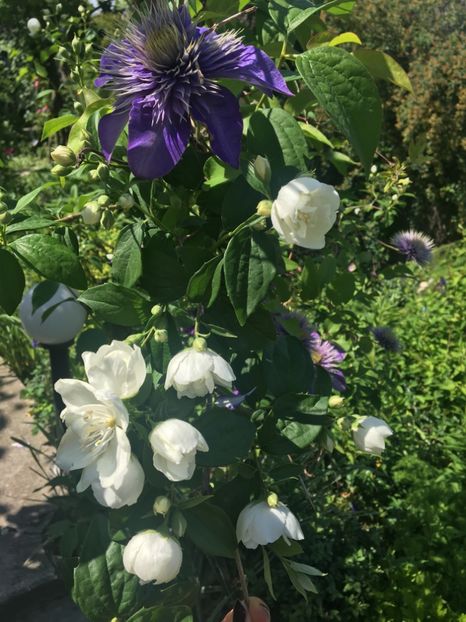 Philadelphus snowbelle si clamtis Multi blue - Arbusti 2017 23 24