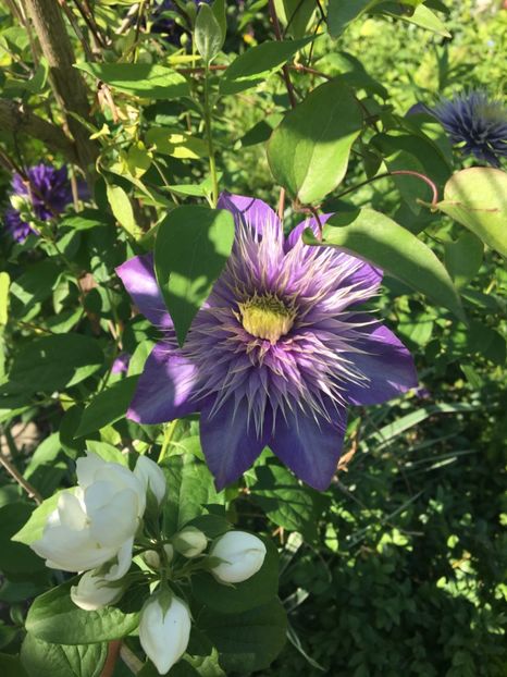  - Arbusti 2017 23 24