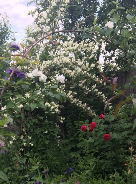  - Arbusti 2017 23 24