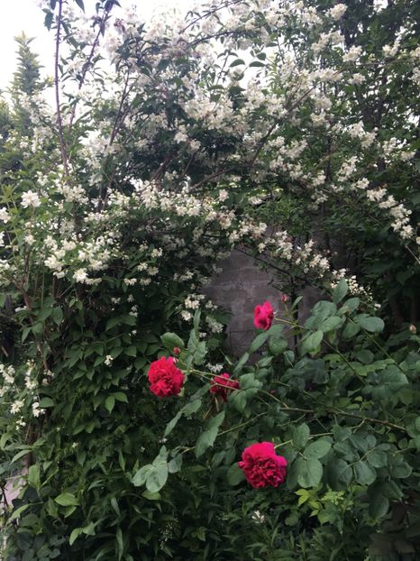  - Arbusti 2017 23 24