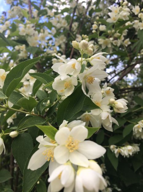 Iasomie parfumata - Arbusti 2017 23 24