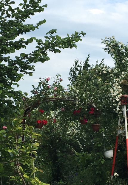  - Arbusti 2017 23 24