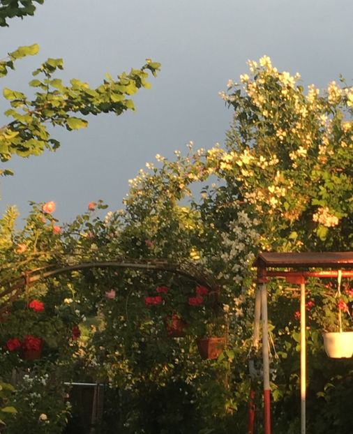  - Arbusti 2017 23 24