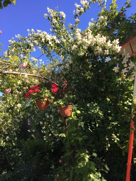  - Arbusti 2017 23 24