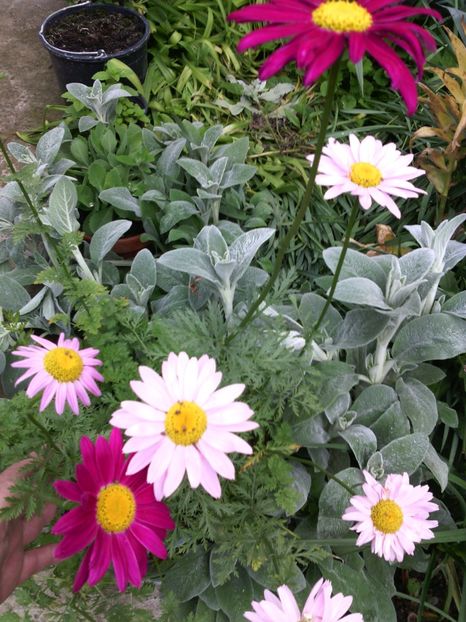  - 01-Flori din curtea mea 2017