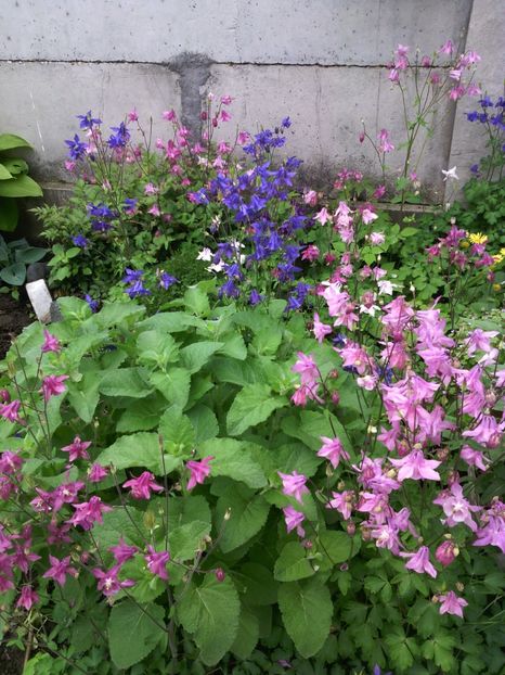  - 01-Flori din curtea mea 2017