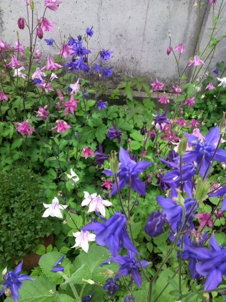  - 01-Flori din curtea mea 2017