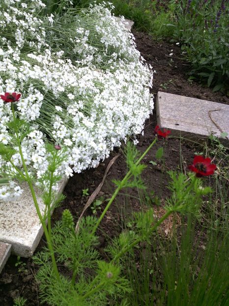  - 01-Flori din curtea mea 2017