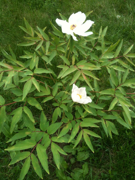 Paeonia ostii - Feng Dan Bai - Bujori arbustivi