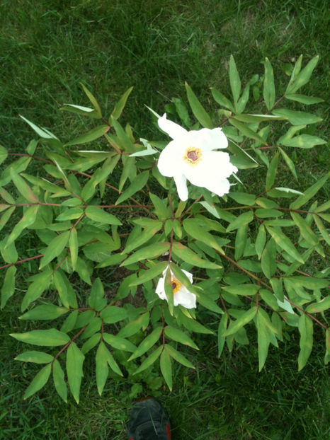 Paeonia ostii - Feng Dan Bai - Bujori arbustivi