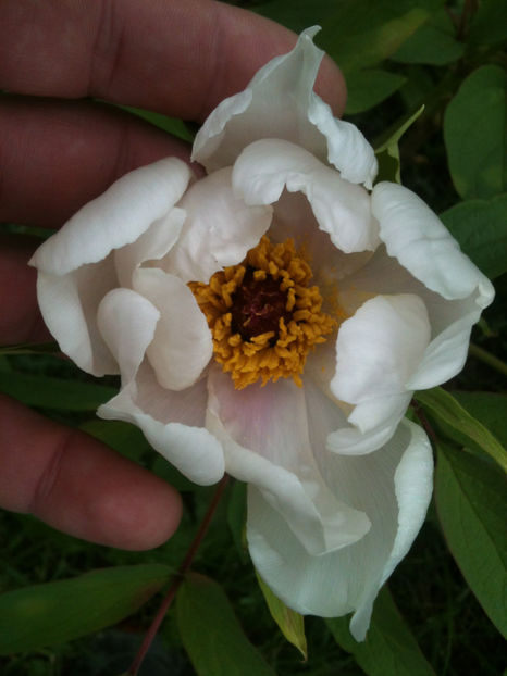 Paeonia ostii - Feng Dan Bai - Bujori arbustivi