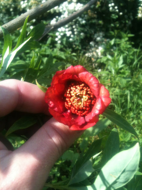 Paeonia delavayi angustiloba - Bujori arbustivi
