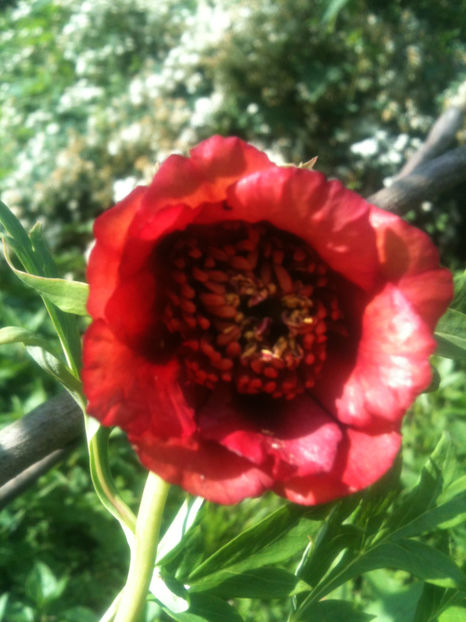Paeonia delavayi angustiloba - Bujori arbustivi