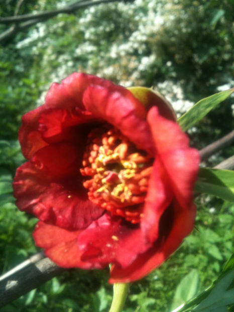 Paeonia delavayi angustiloba - Bujori arbustivi