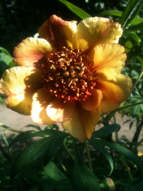 P. potaninii var. trollioides - Bujori arbustivi