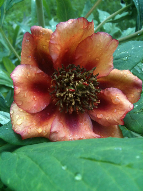 P. potaninii var. trollioides - Bujori arbustivi