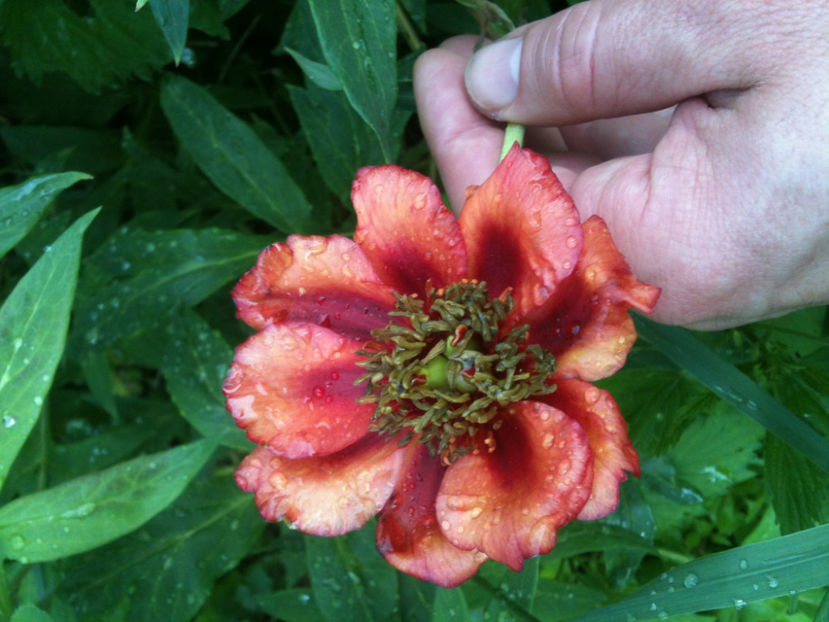 P. potaninii var. trollioides - Bujori arbustivi