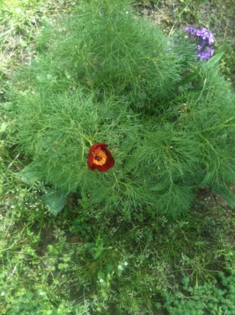 Paeonia tenuifolia - Bujori erbacei