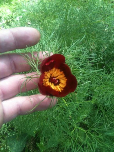 Paeonia tenuifolia - Bujori erbacei