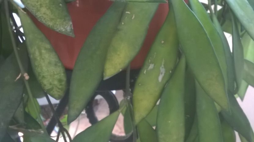  - Aaa plante de hoya sectiunea incepatori