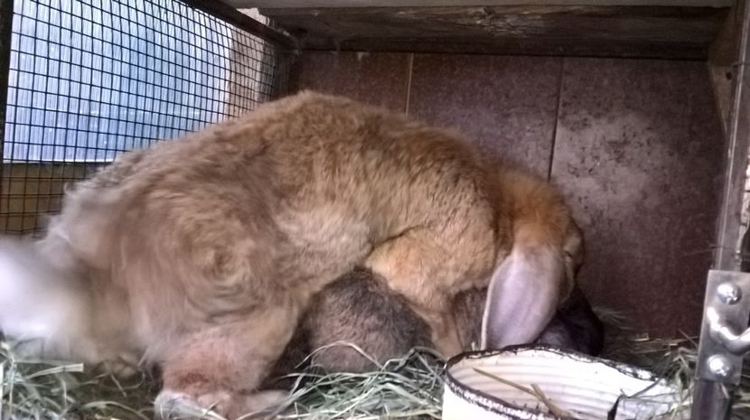 12.05.2017 - femela 1