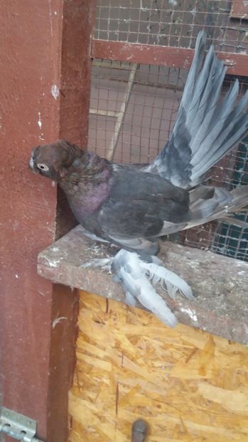  - 11 Jucatori de bucovina 2017