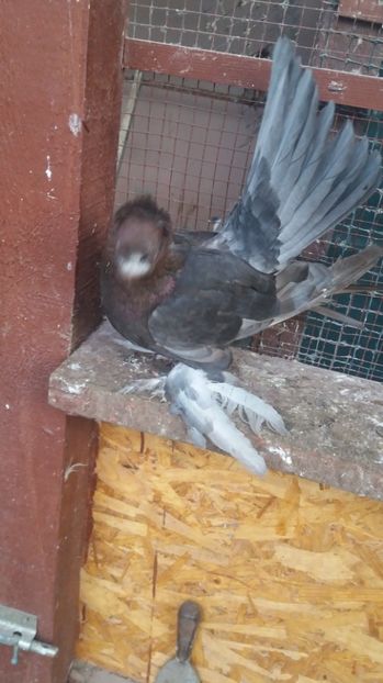  - 11 Jucatori de bucovina 2017