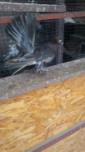  - 11 Jucatori de bucovina 2017