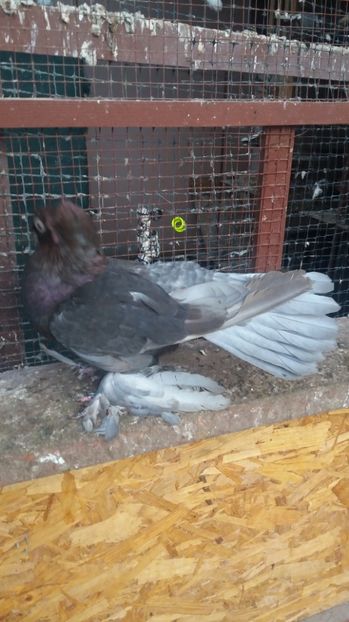  - 11 Jucatori de bucovina 2017