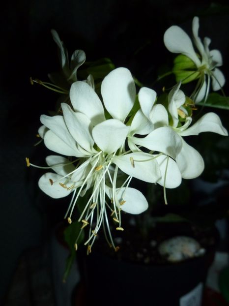  - 0 Zambetul florilor continua