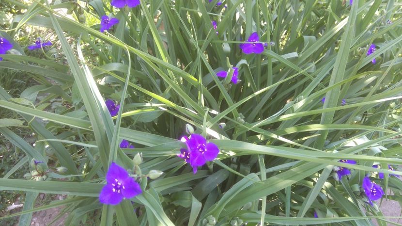  - Gradina flori 2017