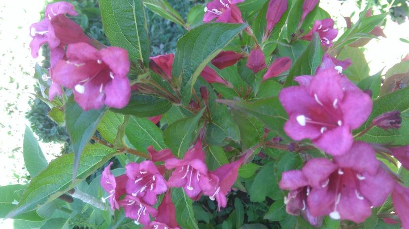  - Gradina flori 2017