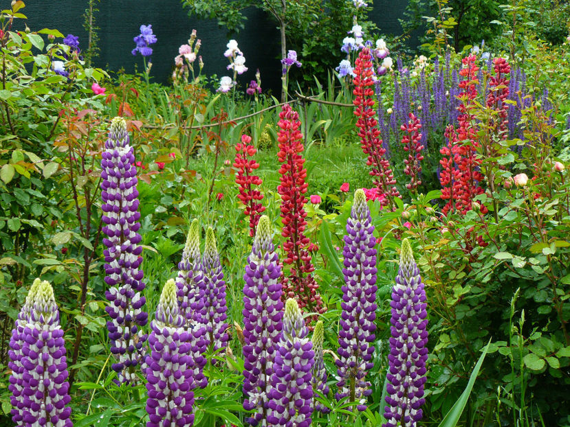 P1280459 - 2017 Mai_Idilic Garden