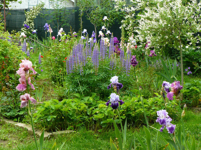 P1280467 - 2017 Mai_Idilic Garden