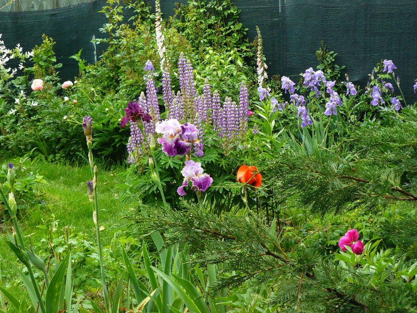 P1280468 - 2017 Mai_Idilic Garden