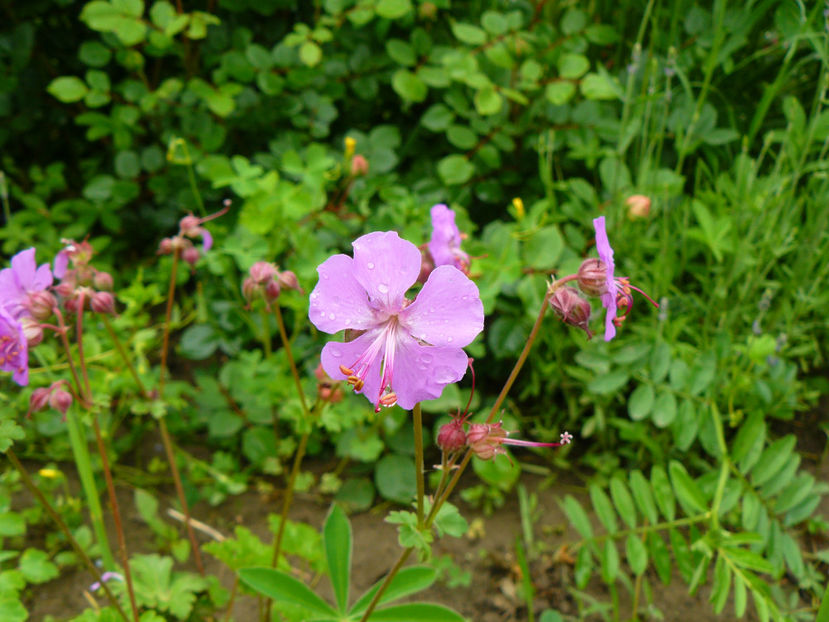 Karina - 2017 Mai_Idilic Garden