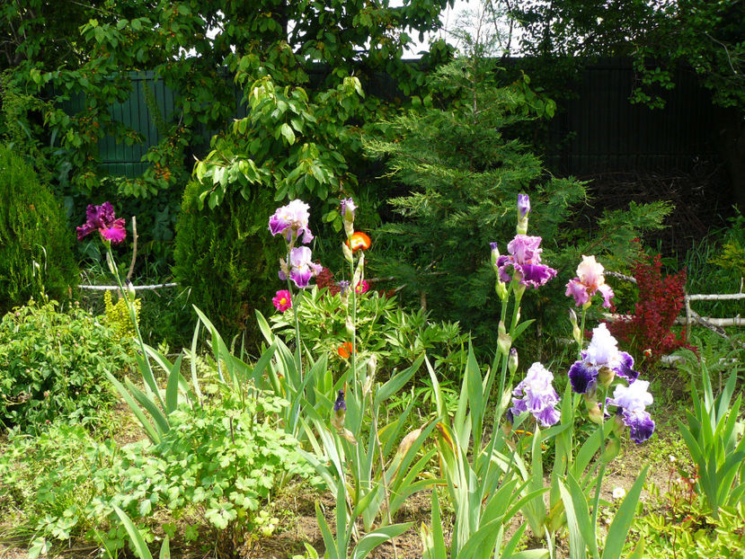 Palace Simphony,Arabella,Fluterina,Fancy dres,Strictly jaz,Sweet Musette - 2017 Mai_Idilic Garden