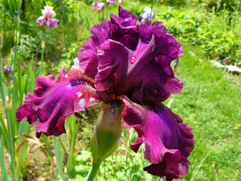 Palace Simphony - 2017 Mai_Idilic Garden