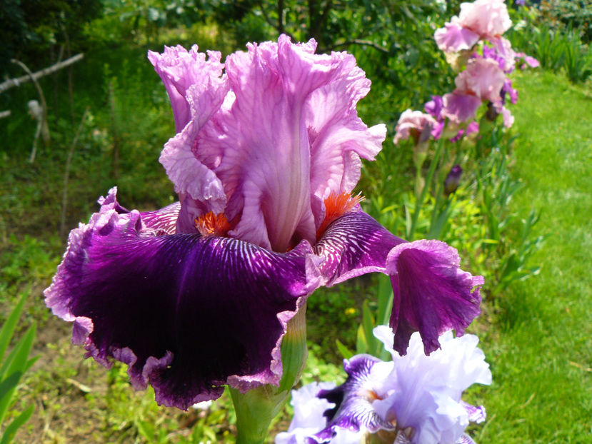 Fluterina - 2017 Mai_Idilic Garden