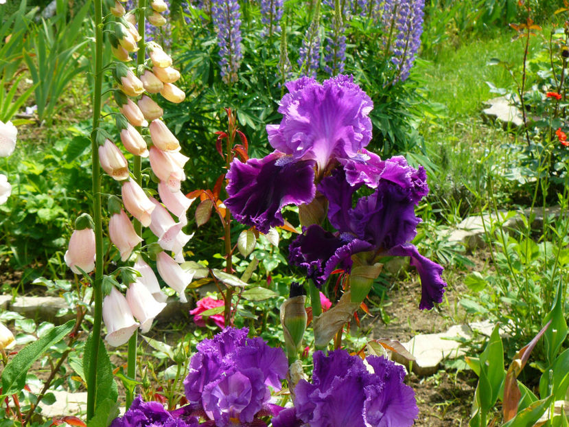 Tintinabulation - 2017 Mai_Idilic Garden