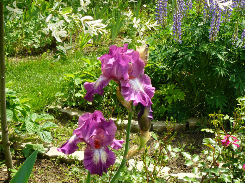 Wonderful world - 2017 Mai_Idilic Garden