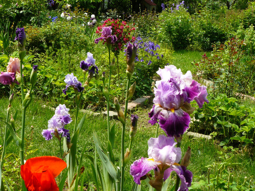 Arabella - 2017 Mai_Idilic Garden