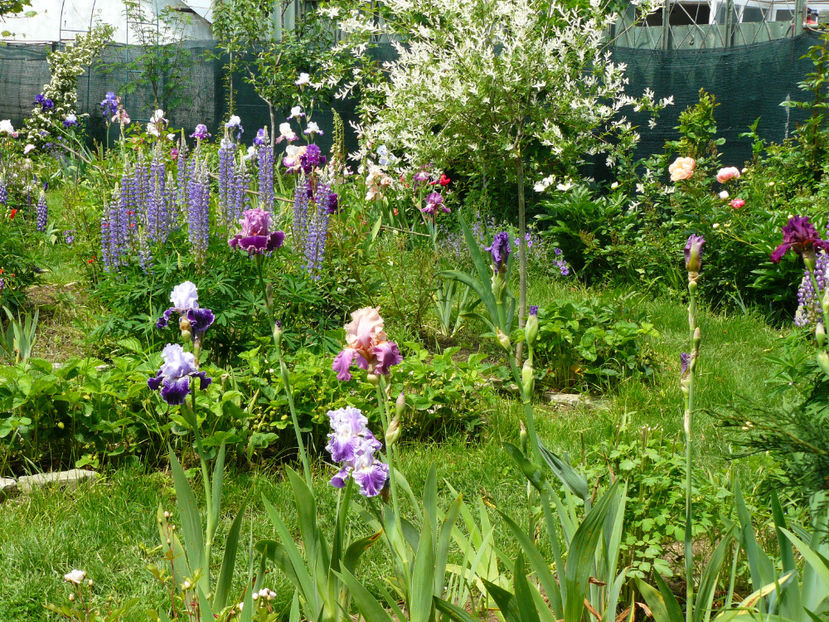 P1280513 - 2017 Mai_Idilic Garden