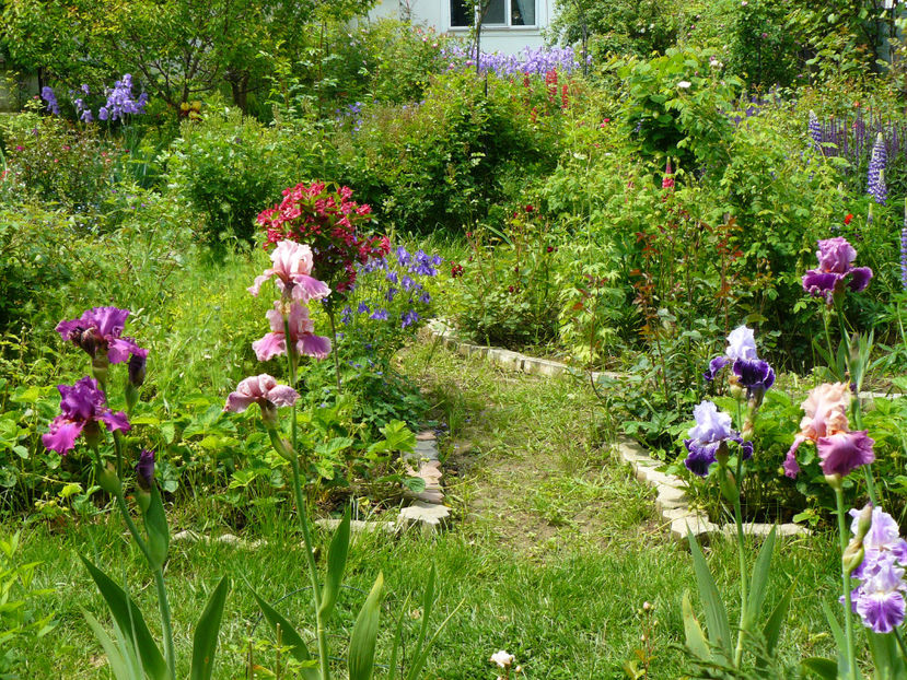 Weekend update si Okapy Papy iris - 2017 Mai_Idilic Garden