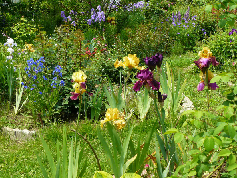 Blatant,Tiger Honey,Cherry Glen,Gala Madrid - 2017 Mai_Idilic Garden