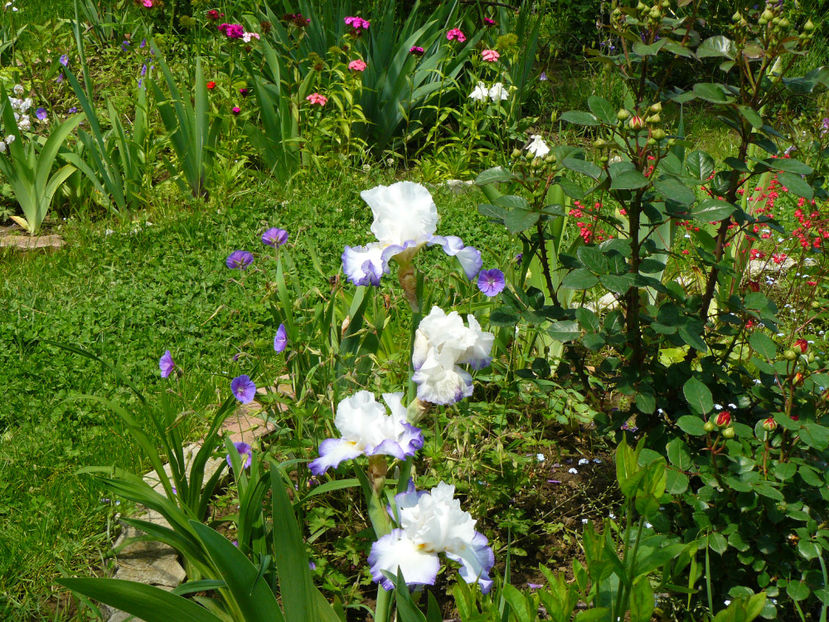 Queens Circle - 2017 Mai_Idilic Garden