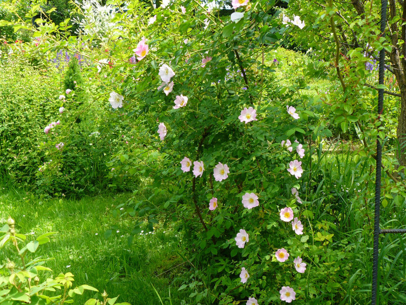 Portaltoiul lui Rosa Galica Oficinalis - 2017 Mai_Idilic Garden