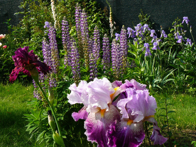 Palace Simphony , Arabella - 2017 Mai_Idilic Garden