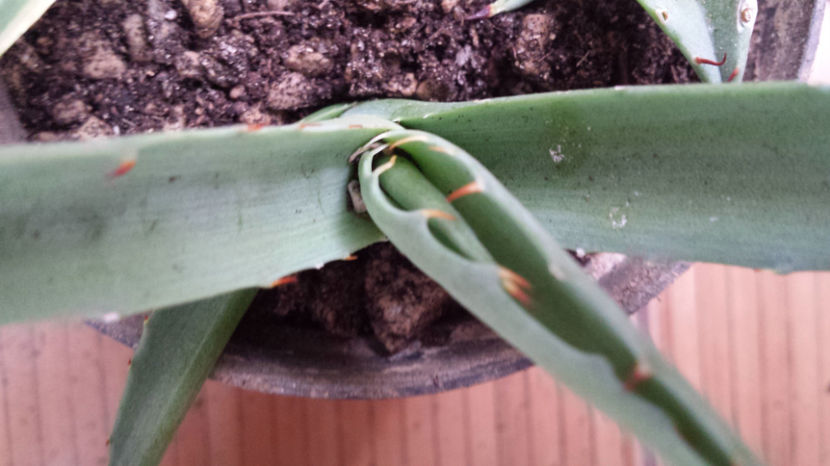 Agave Little Shark (macroacantha x victorae-reginae) - Agave Macroacantha